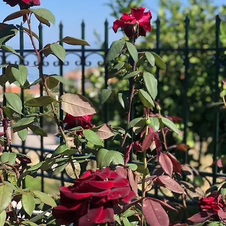 Vakantiehuis Seaview House *